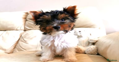Yorkshire Terrier dogs in Hull - Advert 6