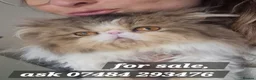 Exotic cats for sale: Exotic short hair  - Advert 11