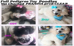 Toy Poodle dogs for stud: *STUD AVAILABLE*FULL PEDIGREE SILVER TOY POODLE in Colwyn Bay - Image 37