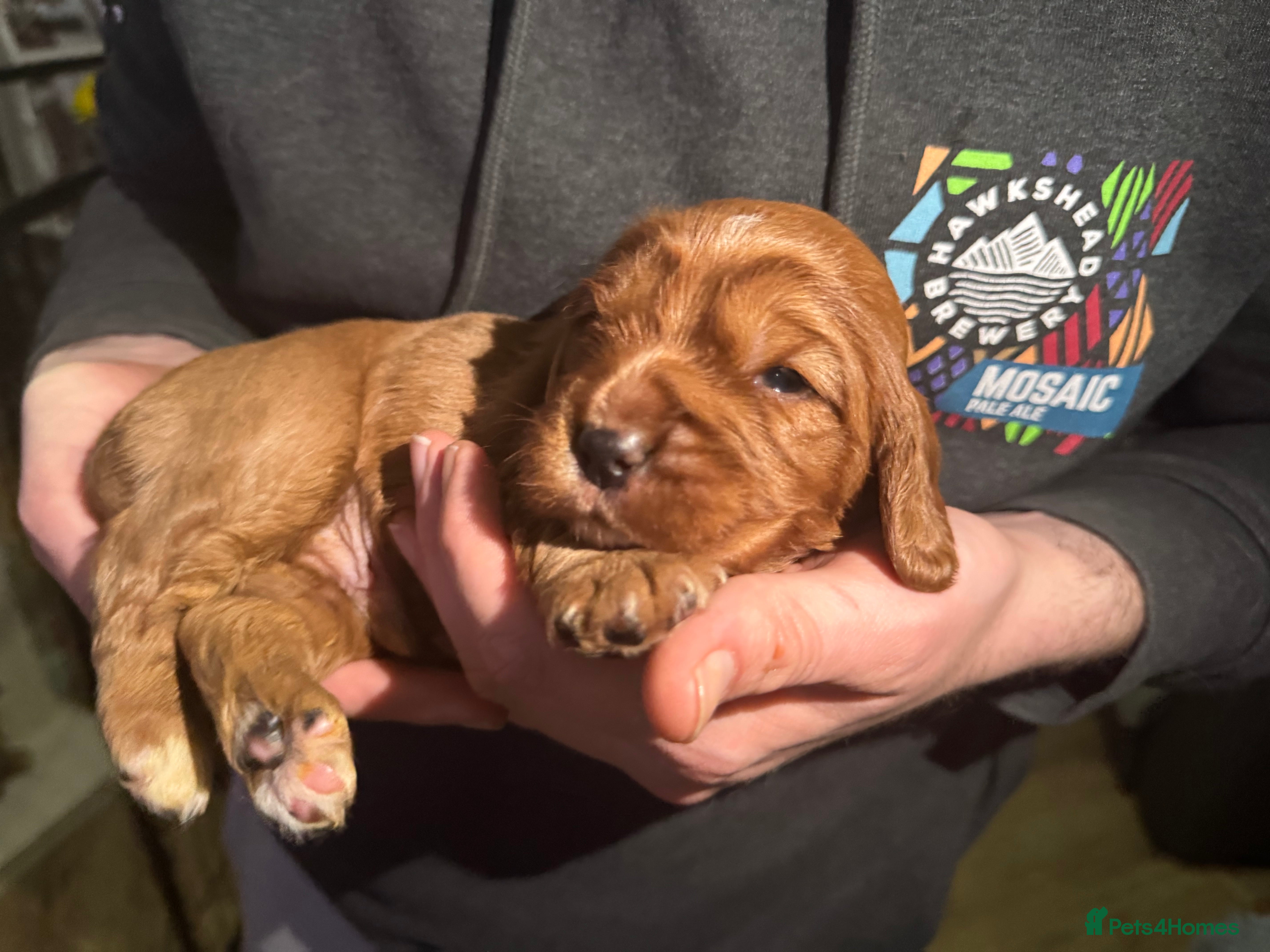 Cockalier dogs 🐶 Beautiful Cockalier Puppies 🐶 - Advert 1