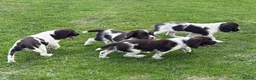 English Springer Spaniel dogs for sale: Very Well Bred Male Springer Spaniels - Advert 10