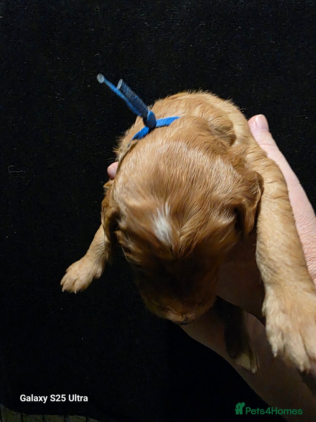 Goldendoodle dogs for sale: Fully Health Tested F1 Goldendoodles - Advert 15