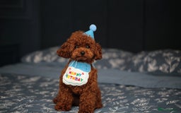 Toy Poodle dogs for sale: 1 YEAR OLD BEAUTIFUL ASIAN TOY POODLE BOY FOR SALE - Image 4