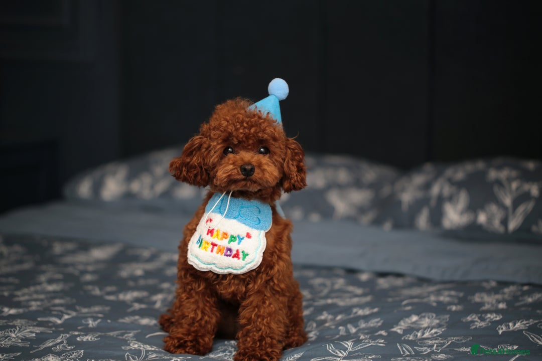 Toy Poodle dogs for sale: 1 YEAR OLD BEAUTIFUL ASIAN TOY POODLE BOY FOR SALE - Image 4