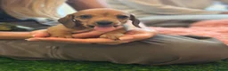Miniature Dachshund dogs for sale: Miniature Dachshunds - Advert 9