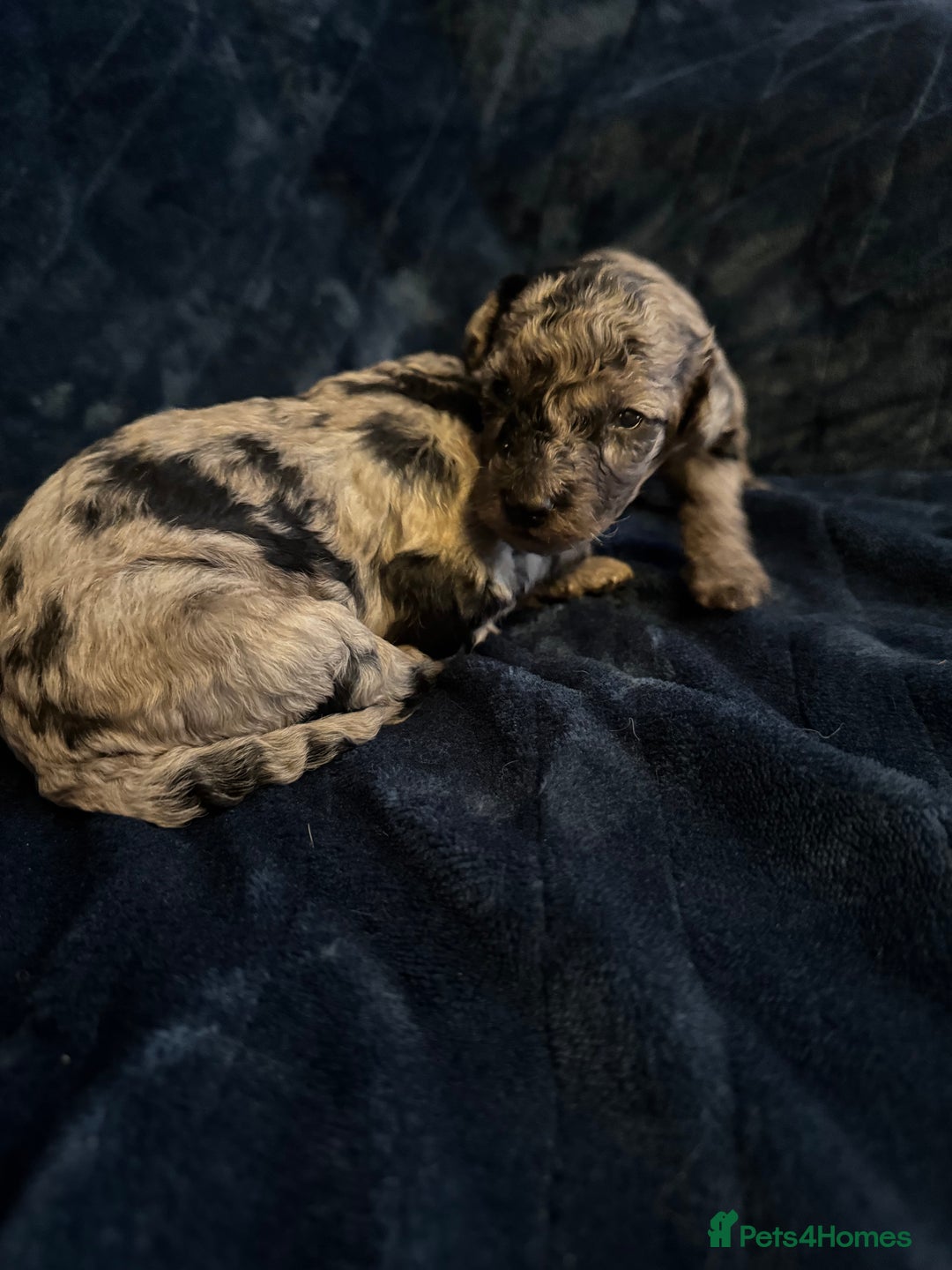 Labradoodle dogs for sale: *ONLY 2 LEFT*, ready to leave 31st oct!! - Image 24