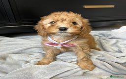 Cavapoo dogs for sale: Stunning Cavapoos  - Image 11