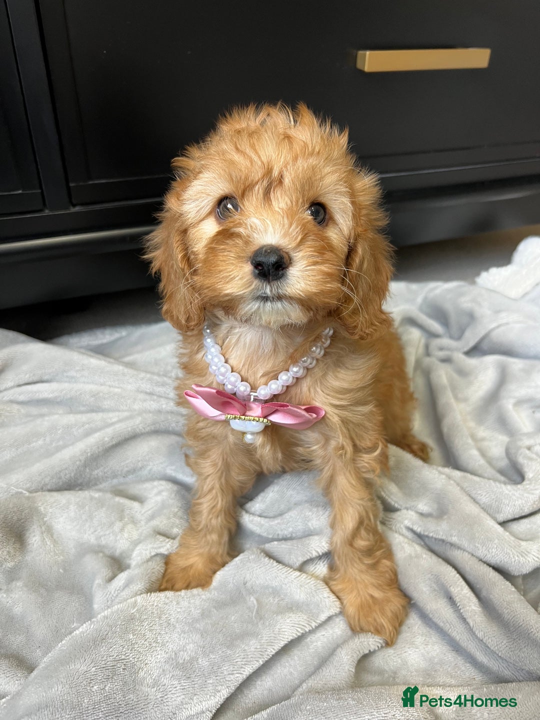 Cavapoo dogs for sale: Stunning Cavapoos  - Image 11