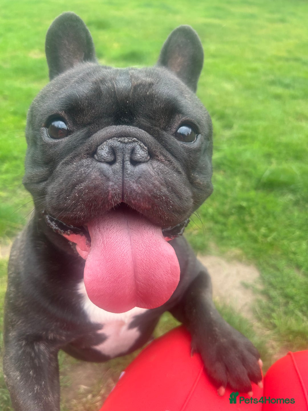 French Bulldog dogs for stud: KC SILVER HEALTH TESTED CRUFTS QUALIFIED STUD - Image 4