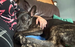 Mixed Breed dogs for sale: Bear - Staffy X German Shepherd - Image 32