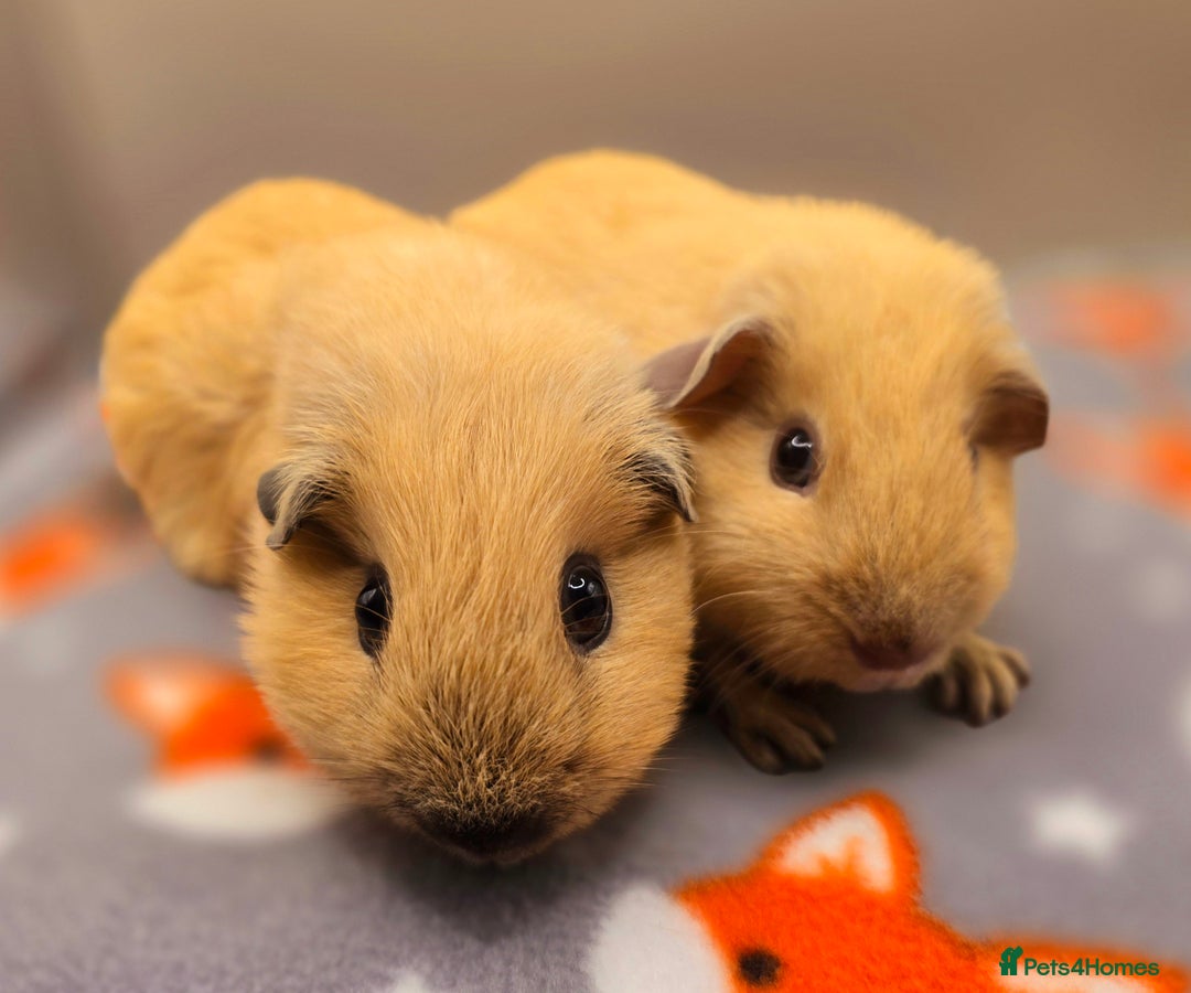 Guinea Pig rodents for sale: X3 Californian Boars £35 each - Advert 3