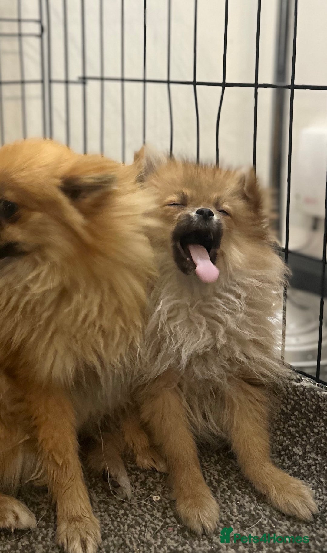 Pomeranian dogs for sale: Adorable Pom puppies 💙❤️ - Image 18