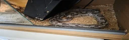 Corn Snake reptiles for sale: Corn snake with set up for sale - Advert 3