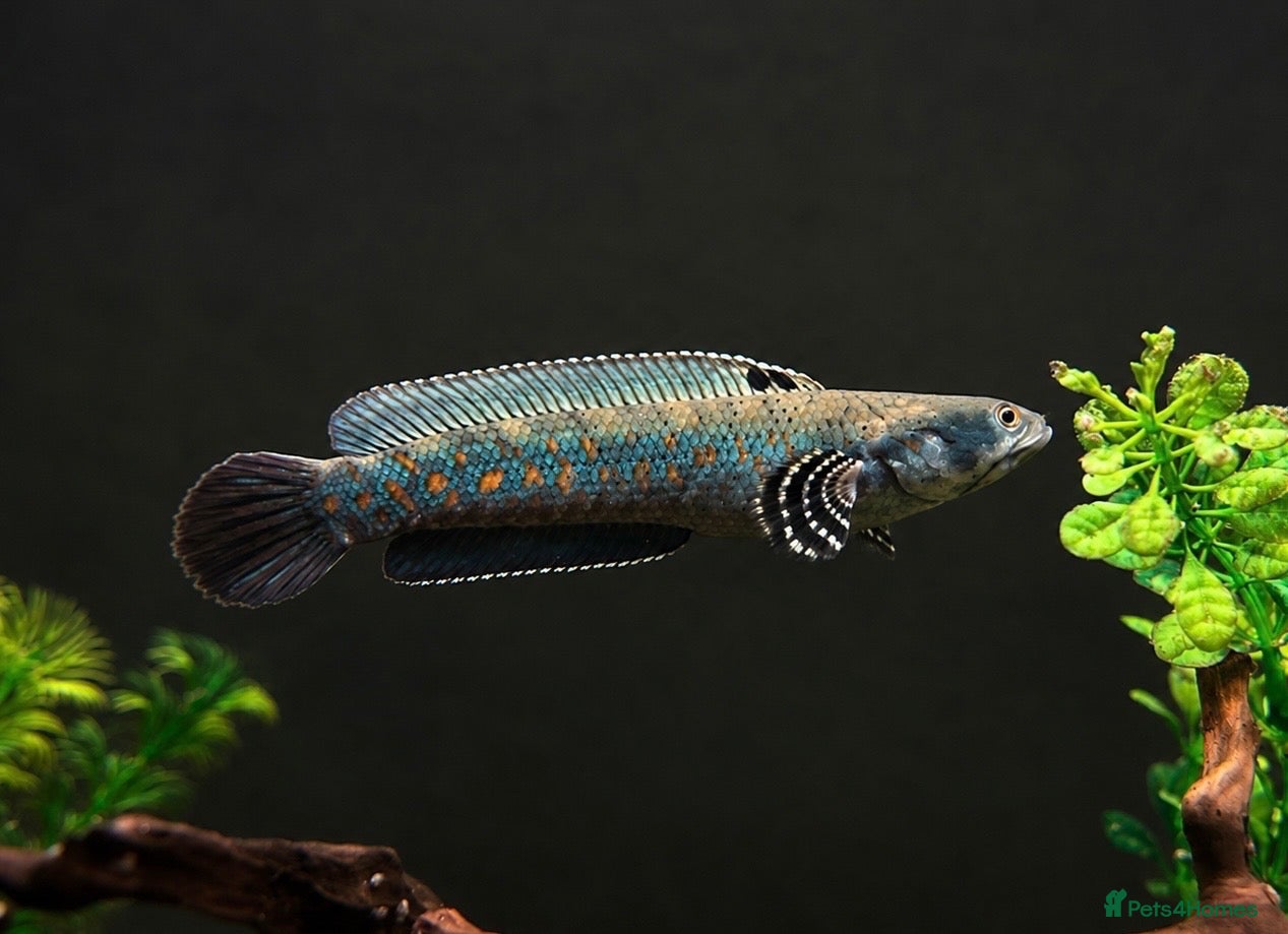 Other/Mixed Breed fish Peacock Snakehead - Advert 3