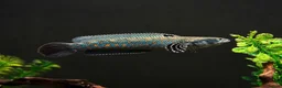 Other/Mixed Breed fish for sale: Peacock Snakehead - Advert 1