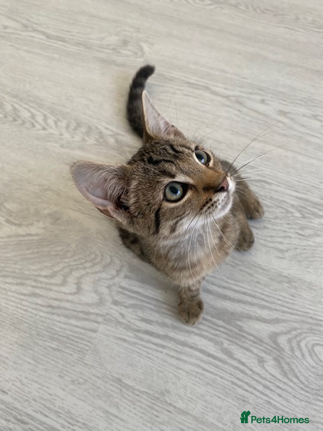 Bengal cats for sale: Beautiful male Bengal-BSH cross kitten - Image 5