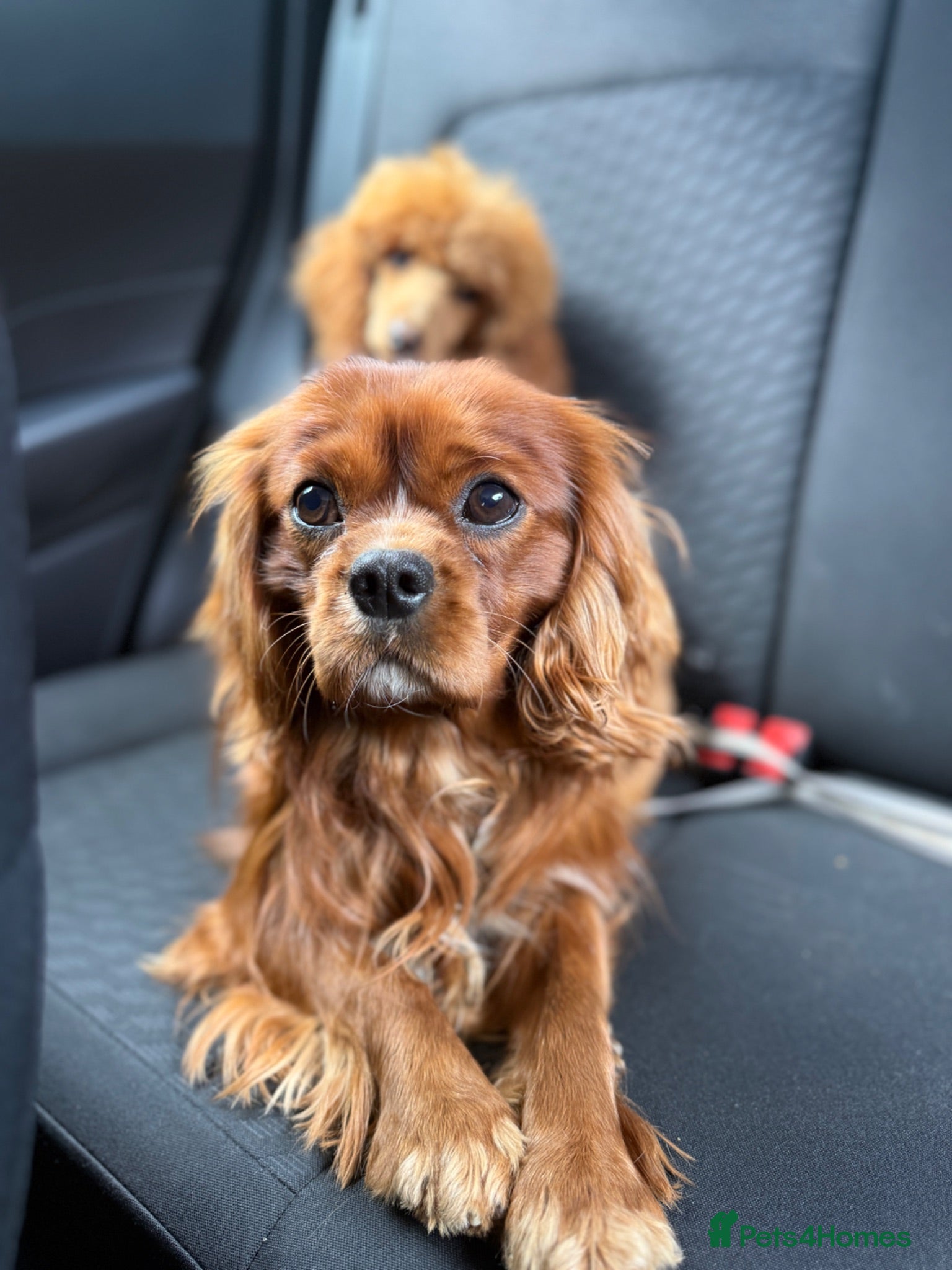 Cavalier King Charles Spaniel dogs KC Health tested Ruby CKCS Stud  - Advert 1