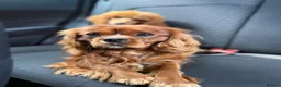 Cavalier King Charles Spaniel dogs for stud: KC Health tested Ruby CKCS Stud  - Advert 2