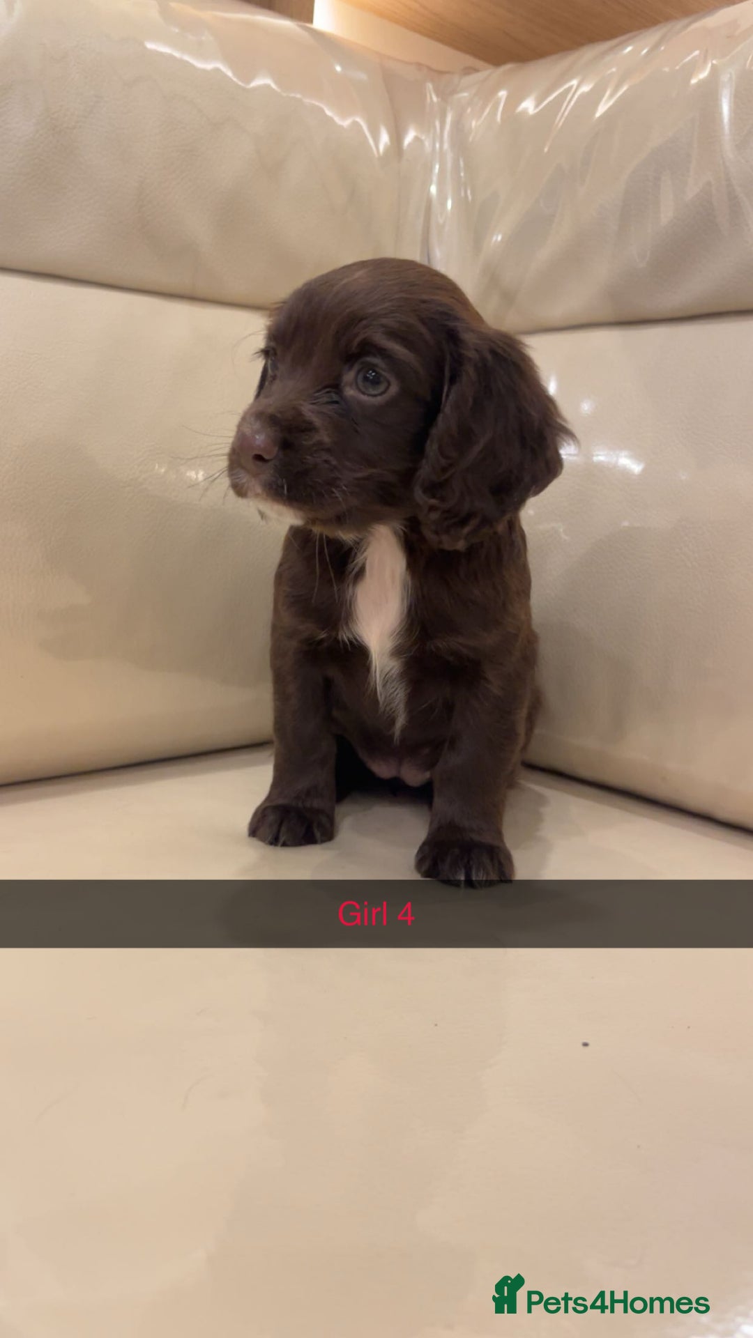Cocker Spaniel dogs for sale: Cocker spaniel puppies  - Image 8