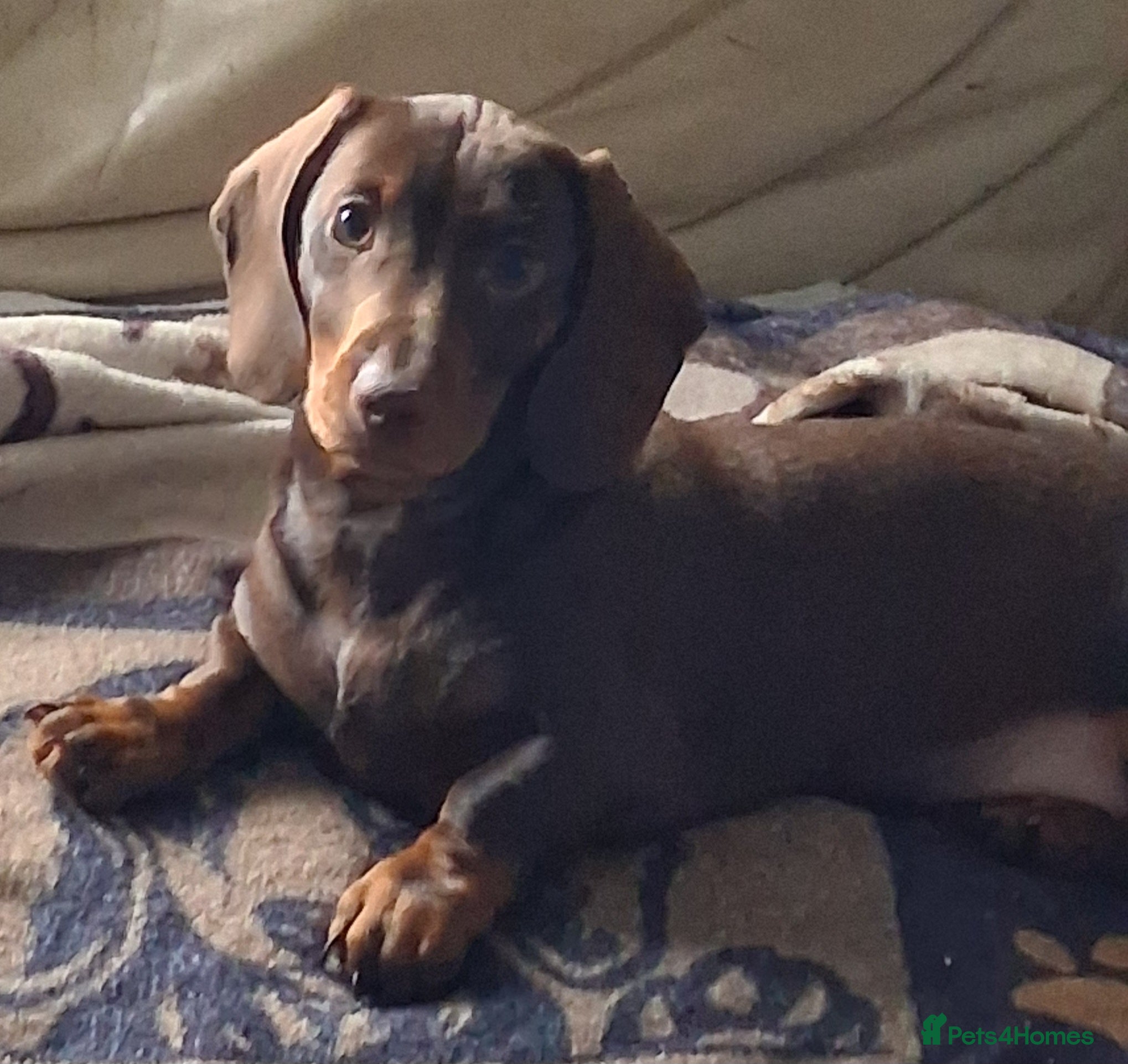 Dachshund dogs Mini dachshund for sale  - Advert 2