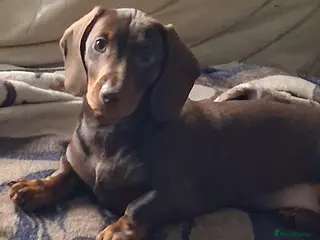 Dachshund dogs Mini dachshund for sale - Advert 9