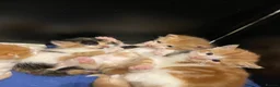 Mixed Breed cats for sale: Adorable Kittens Looking for a Loving Home - Advert 6