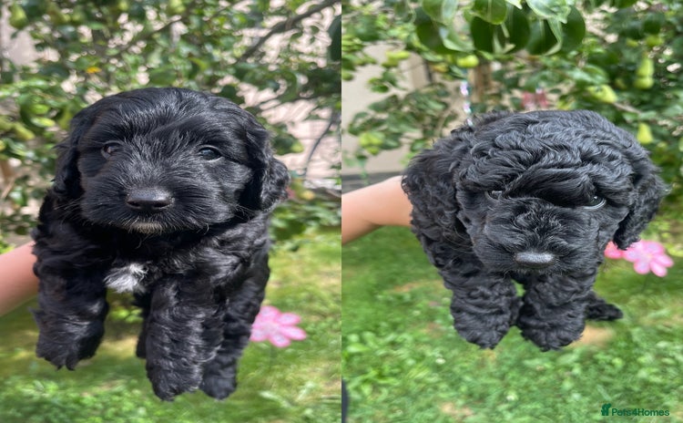 Cockapoo dogs - Advert 6