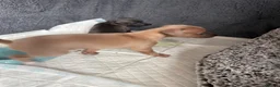 Italian Greyhound dogs for sale: Stunning Fawn Girl - Advert 9