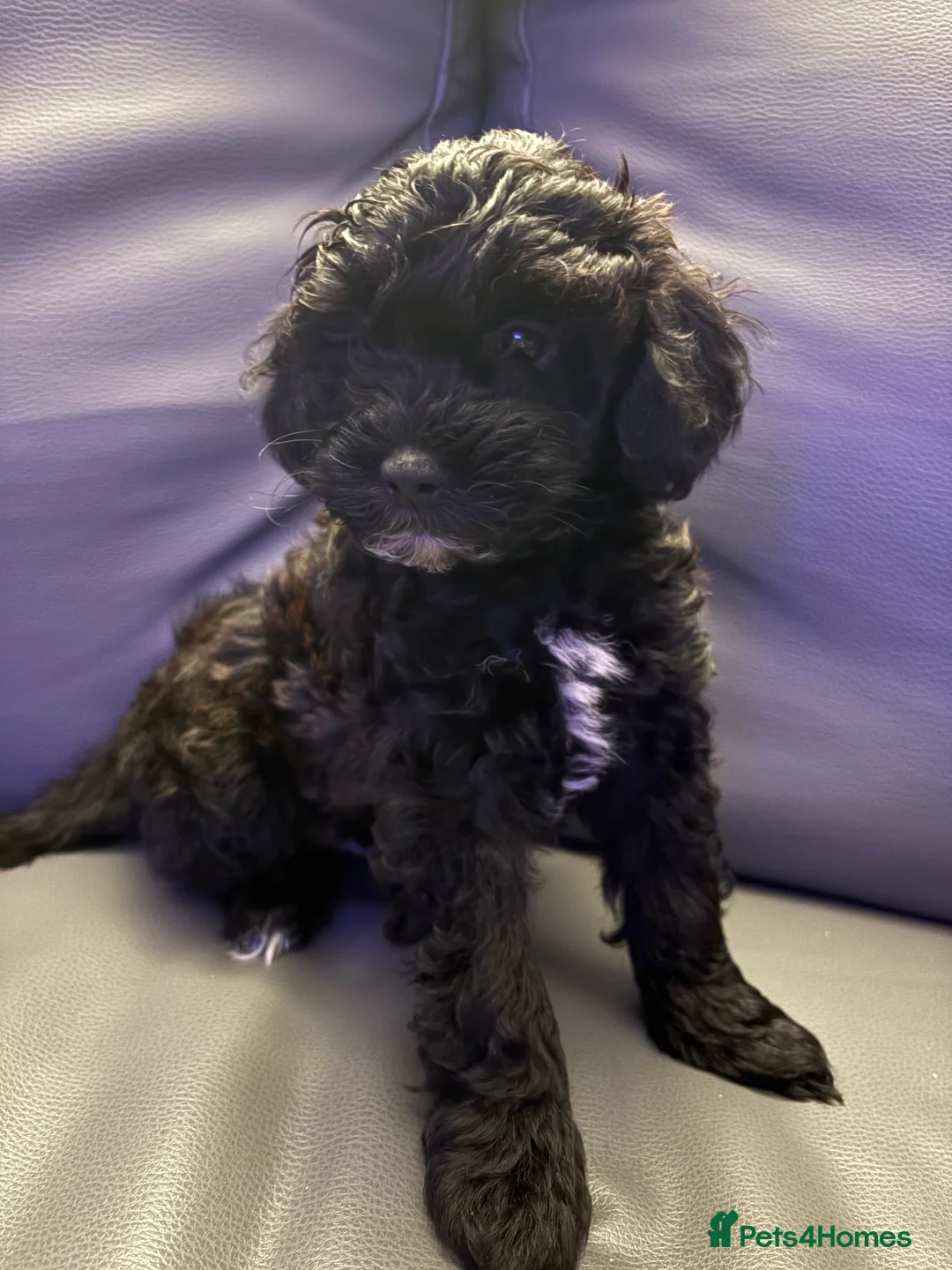 Shihpoo dogs for sale: ✨ REDUCED PRICE. Last Shihpoo Puppy Left  ✨ - Advert 1
