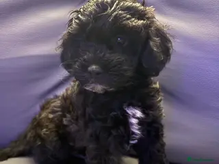 Shihpoo dogs ✨ REDUCED PRICE. Last Shihpoo Puppy Left ✨ - Advert 12