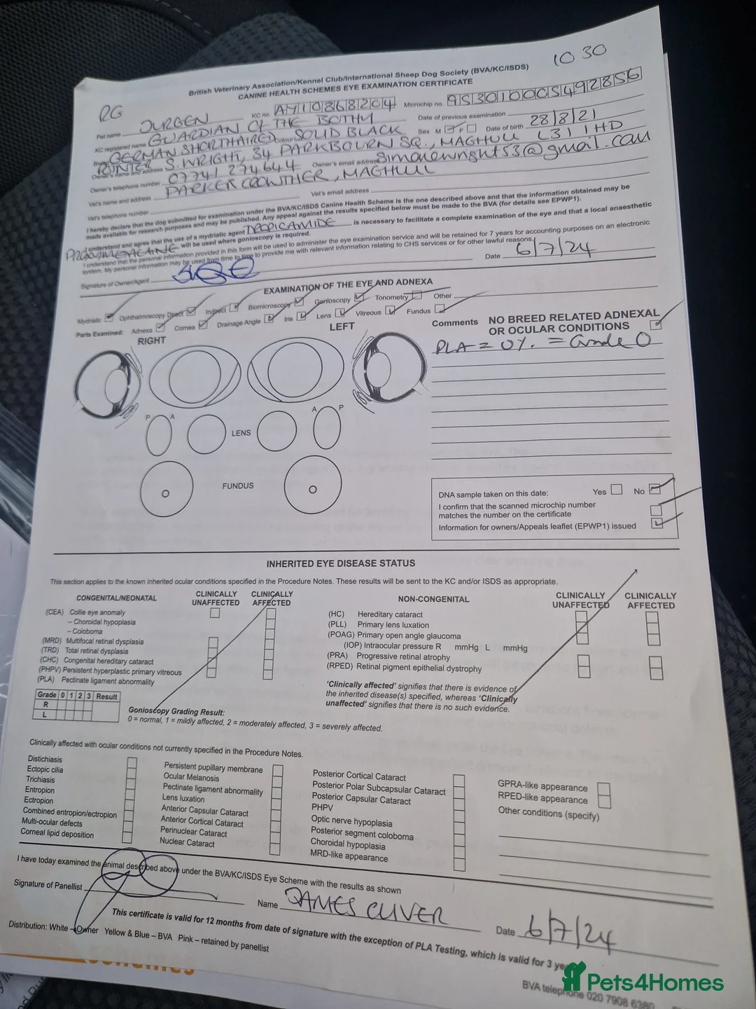 German Shorthaired Pointer dogs for stud: Proven sire full KC Reg GSP 5th Generation in Liverpool - Advert 14