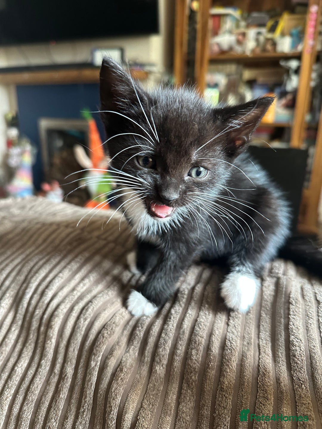 Mixed Breed cats for sale: 3 beautiful playful kittens  - Image 16