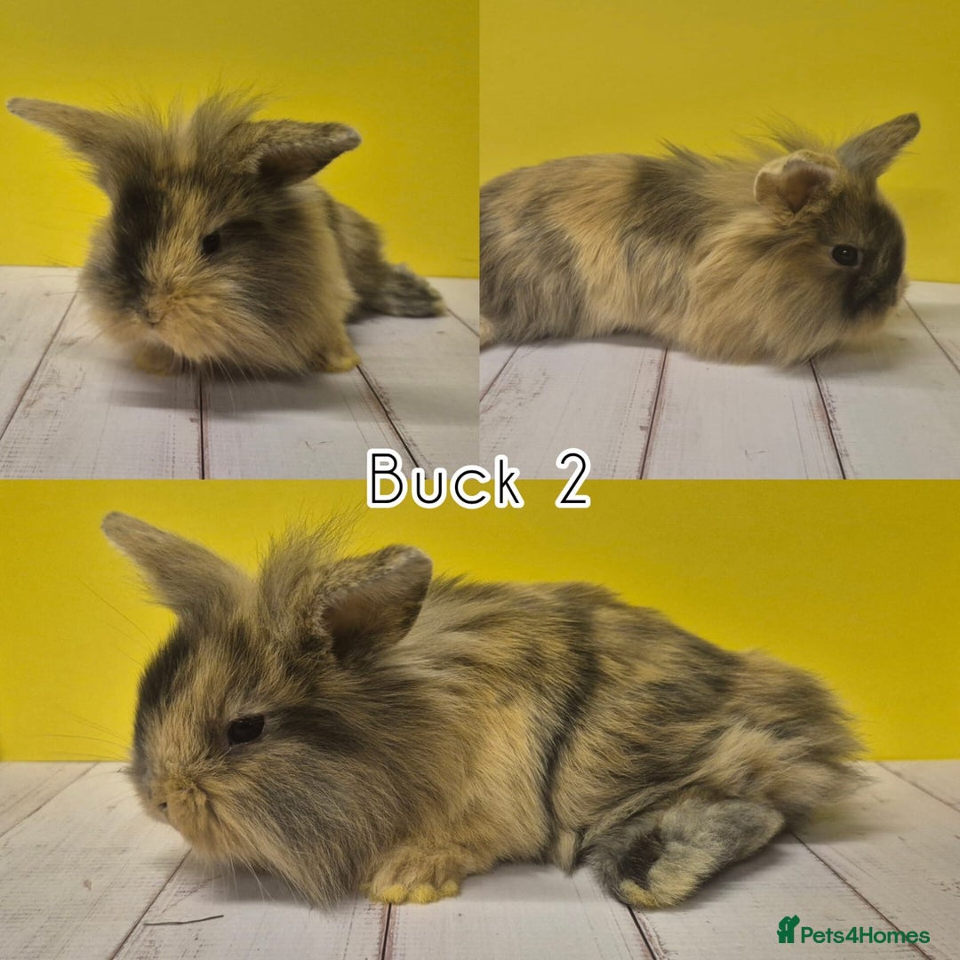 Mini Lion Lop rabbits for sale: Mini Lion Lops Ready in 2 weeks 🩷🩵 - Advert 10