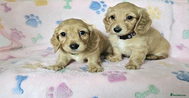 Miniature Dachshund dogs in Peterborough - Advert 12