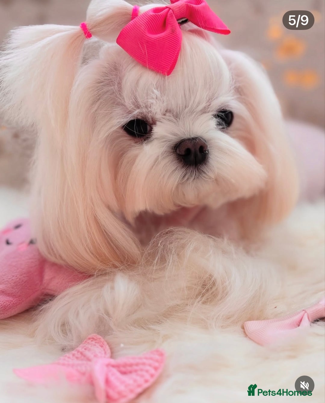 Maltese dogs for sale: Beautiful Korean Maltese - Image 3