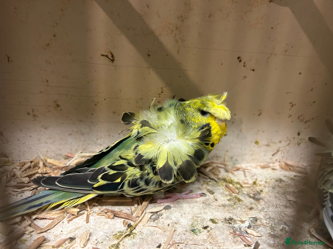 Budgerigars birds for sale: Black Wings and Hagoromo Budgies for Sale - Image 11