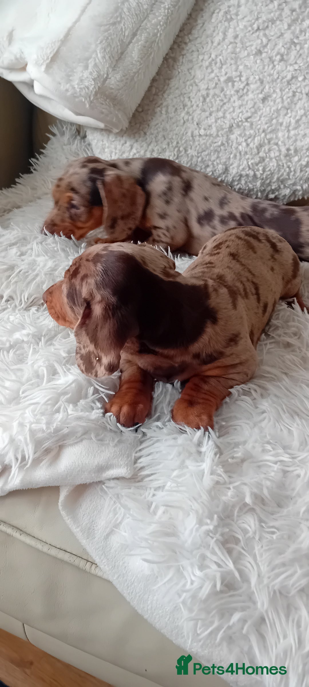 Miniature Dachshund dogs for sale: 2 dapple girls - Advert 6