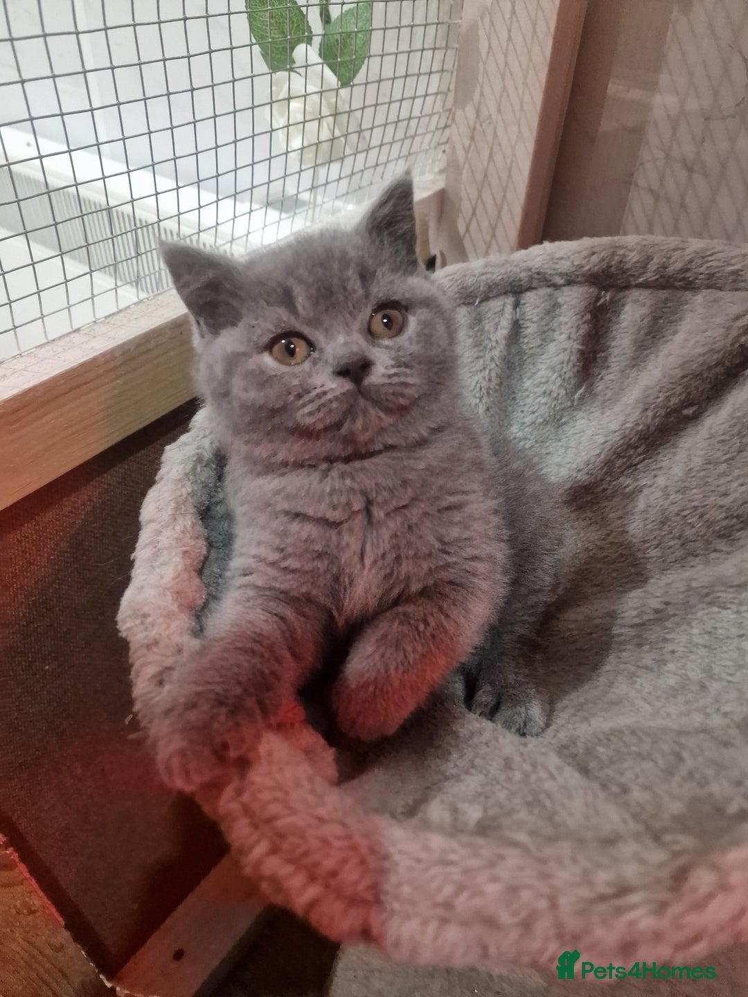 British Shorthair cats for sale: Champion Gccf chunky kittens  - Advert 3