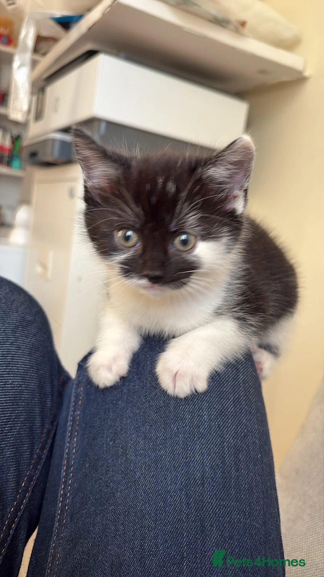 Mixed Breed cats for sale: Kittens in Leeds - Advert 2