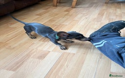 Miniature Dachshund dogs for sale: Blue and tan Miniature Smooth Dachshund  - Image 7