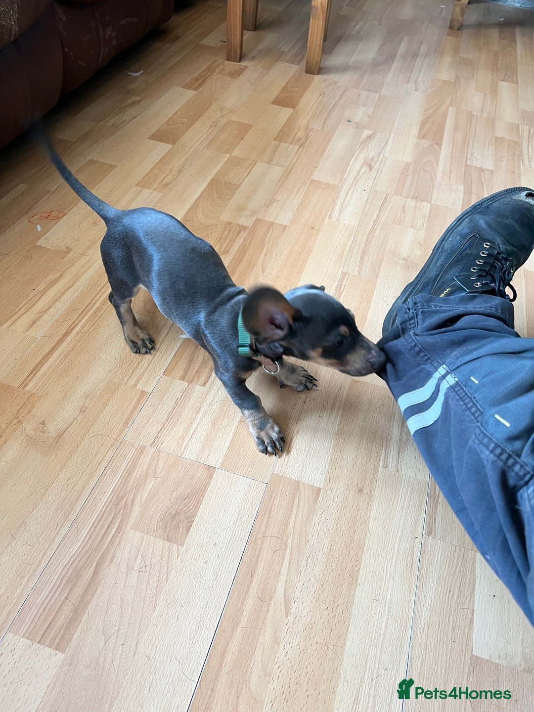 Miniature Dachshund dogs for sale: Blue and tan Miniature Smooth Dachshund  - Image 7