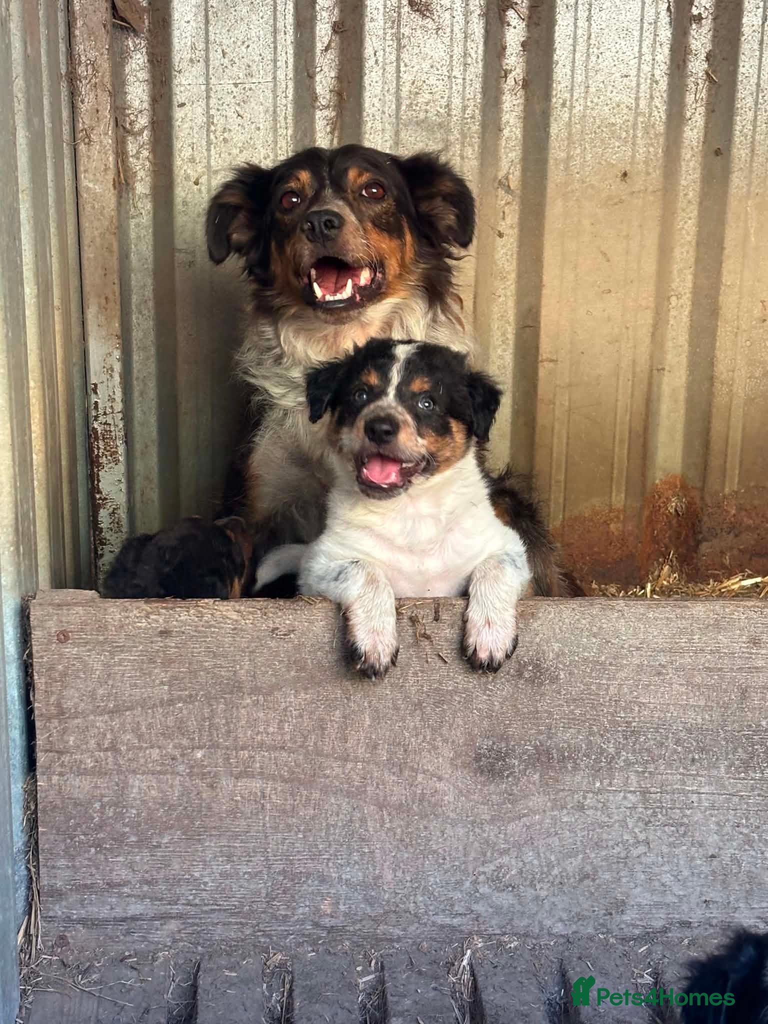Border Collie dogs Stunning Border Collies For Sale! - Advert 1