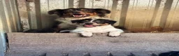 Border Collie dogs for sale: Stunning Border Collies For Sale! - Advert 1