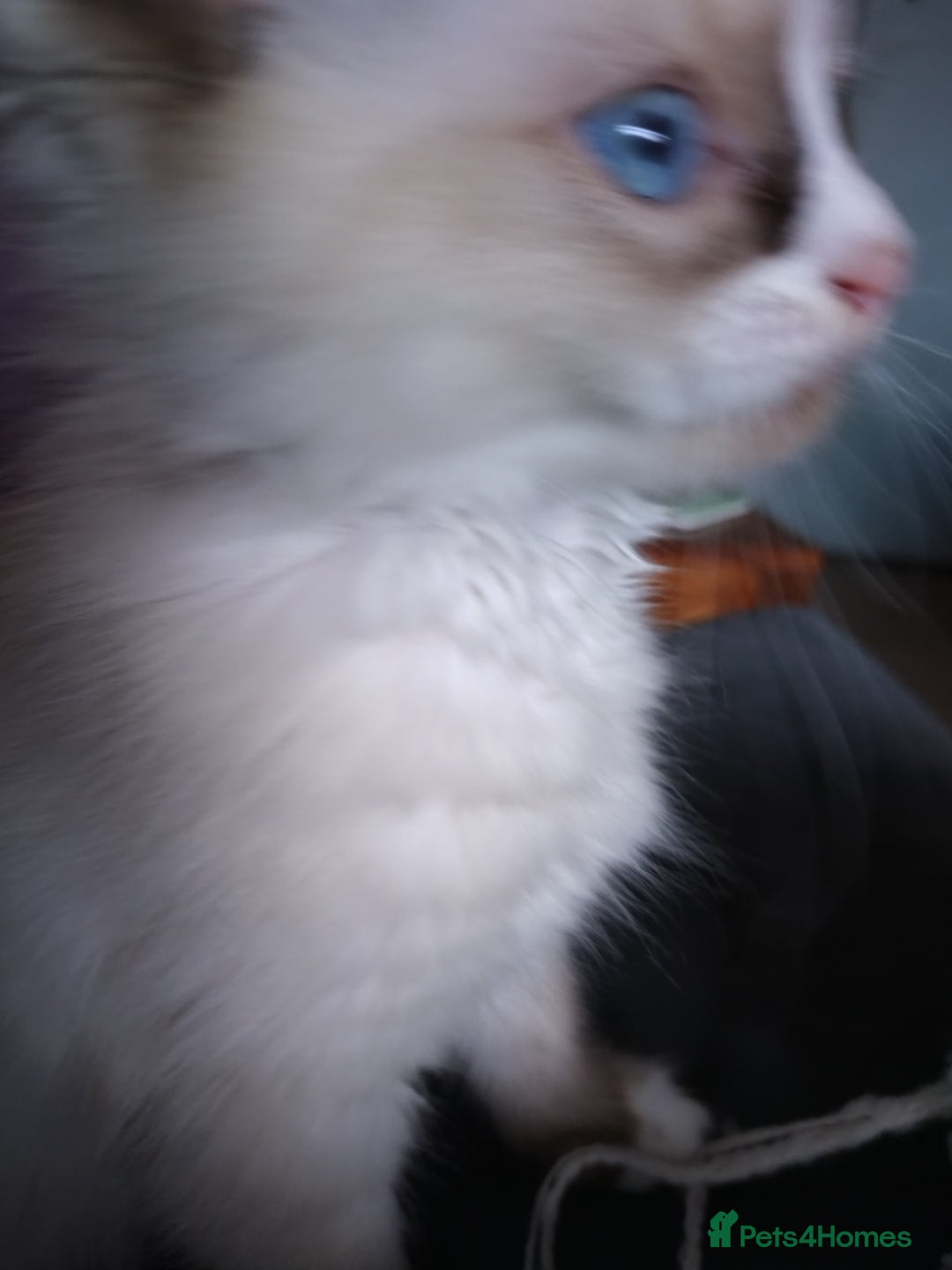 Ragdoll cats for sale: Beautiful Bluey  -unique little fluffy lovelies  - Image 11