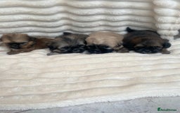 Shih Tzu dogs for sale: KC Shihtzu pups  - Image 8