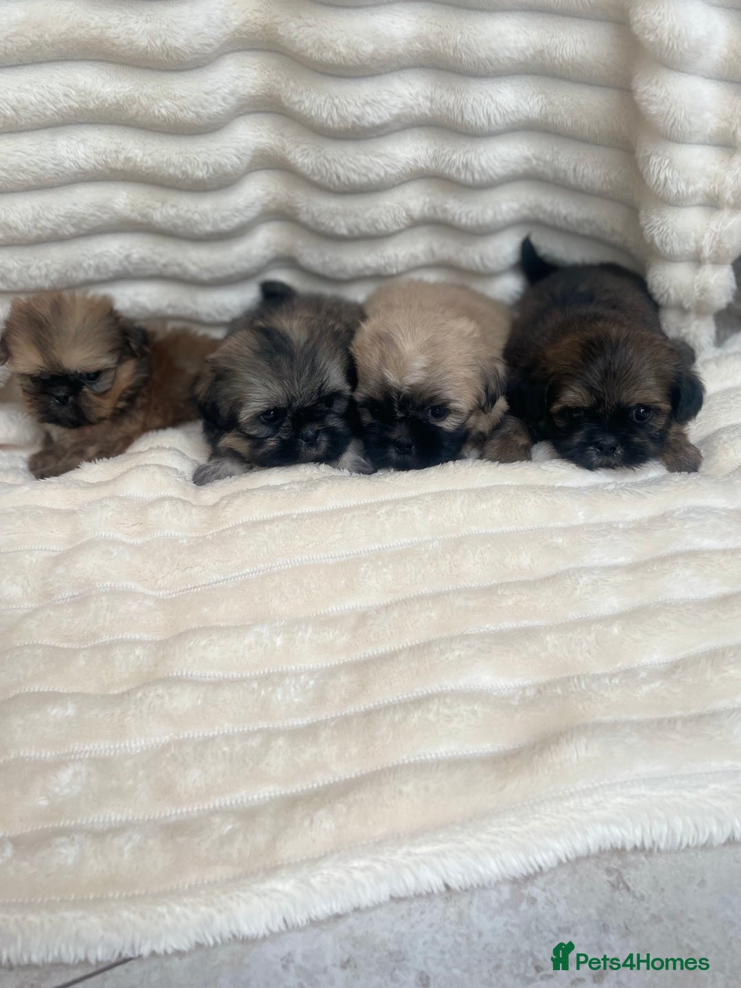 Shih Tzu dogs for sale: KC Shihtzu pups  - Image 8