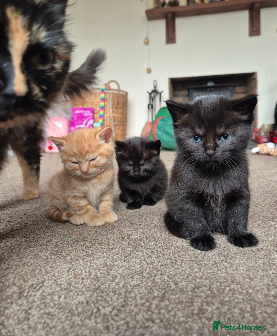 Mixed Breed cats for sale: 😺 VERY FRIENDLY KITTENS 😺 - Advert 15