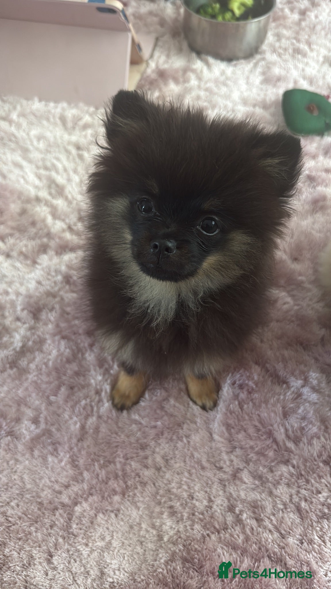 Pomchi dogs Gorgeous poncho  - Advert 17