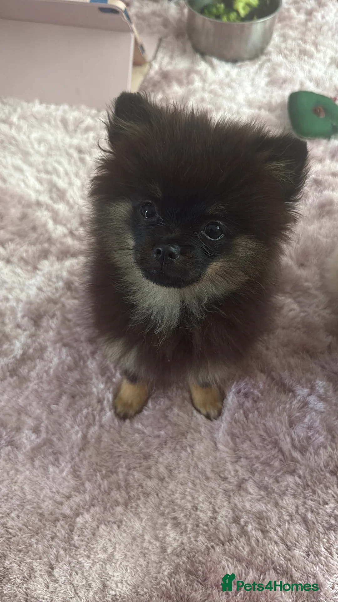 Pomchi dogs for sale: Gorgeous poncho  in Cardiff - Advert 1