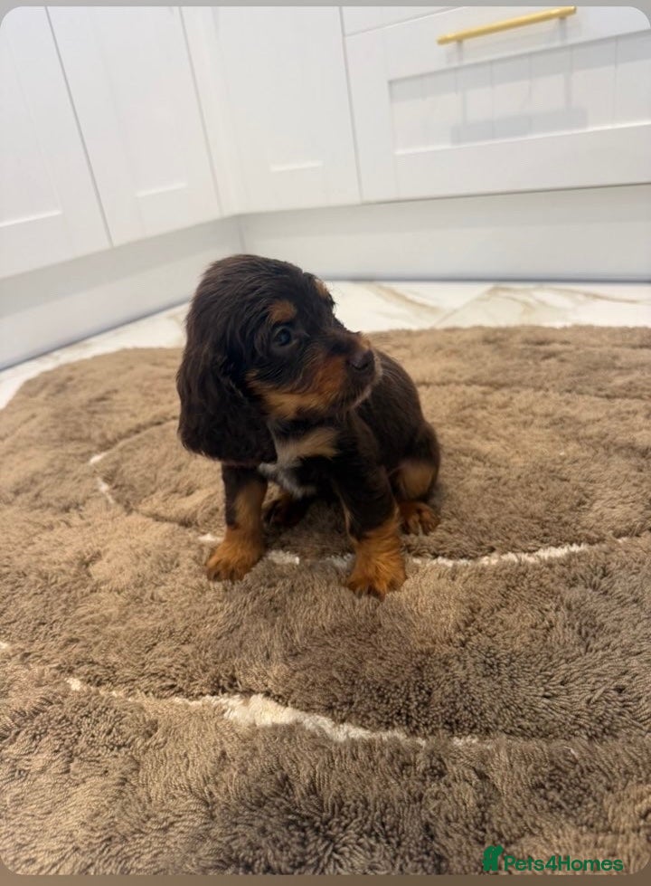 Cocker Spaniel dogs for sale: Cocker spaniel show type puppies  - Advert 5